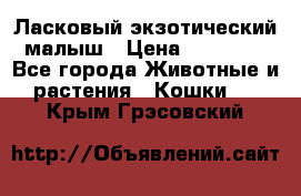 Ласковый экзотический малыш › Цена ­ 25 000 - Все города Животные и растения » Кошки   . Крым,Грэсовский